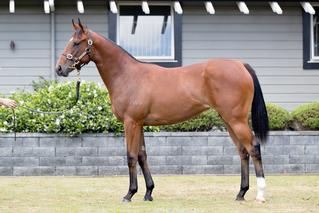Solar Star pictured as a Yearling 